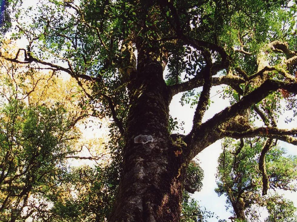 野生古茶樹