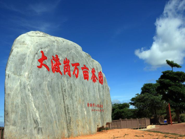 大渡崗萬畝茶園