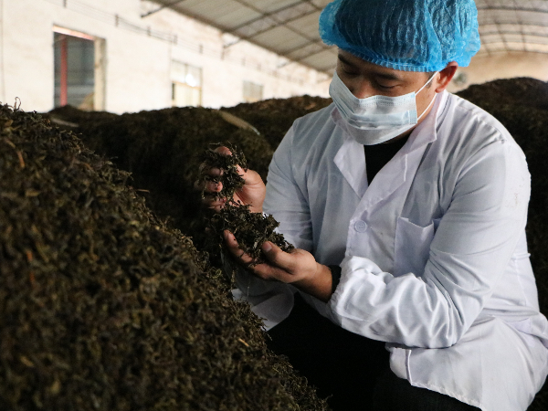 熟茶發(fā)酵