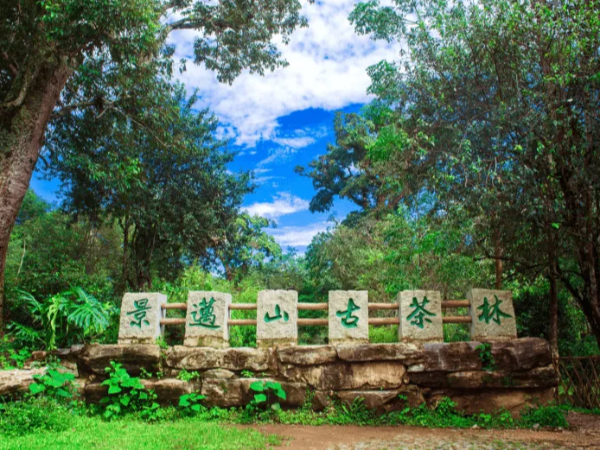 景邁山古茶林