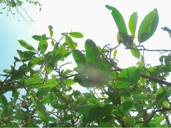 影響茶葉品質(zhì)的因素