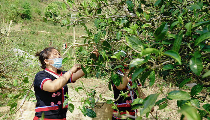 竹筒香茶功效有哪些？葉片情普洱生茶廠家為你介紹